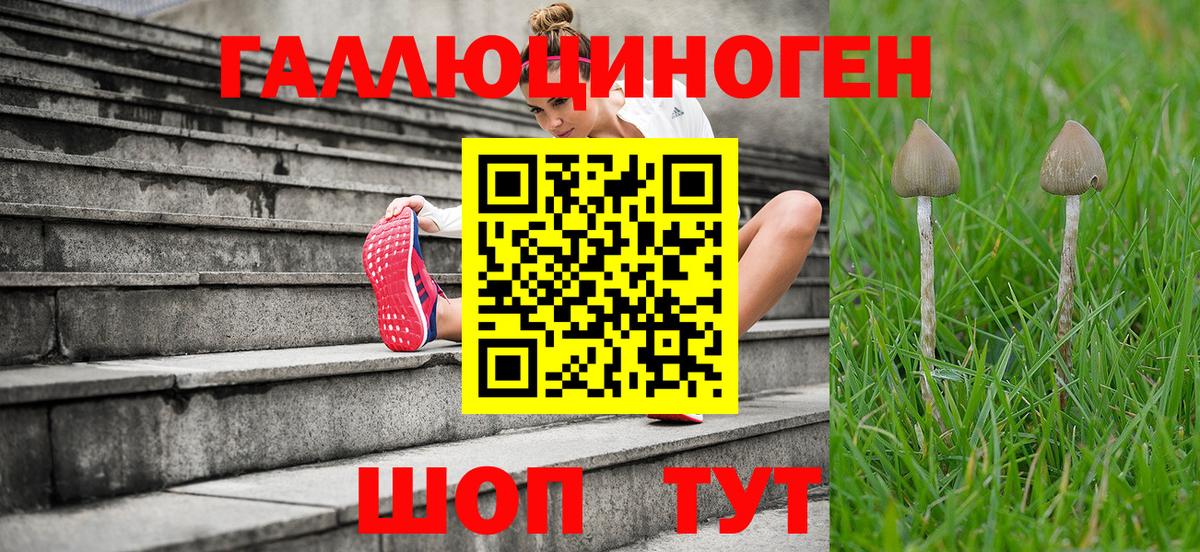 Абинск  Галлюциногенные грибы Psilocybine cubensis  Вход с VPN 